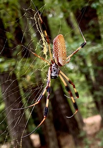 Congaree National Park Spider