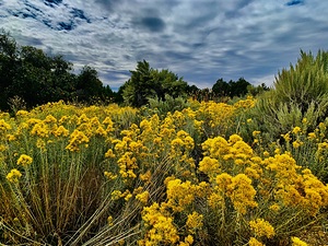 MESA VERDE NATIONAL PARK Flowers