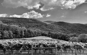 Vinyard IMG 8546