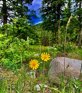 Flower & Rock IMG 0772
