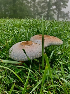 Mushroom IMG 8089