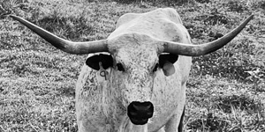 Steer IMG 7721