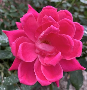 Pink Rose Flower