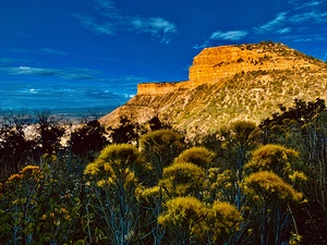 MESA VERDE NATIONAL PARK FLOWERS