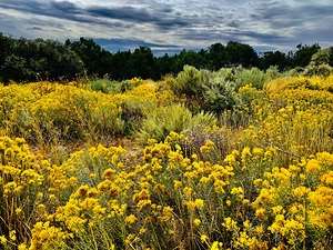 Desert Yellow