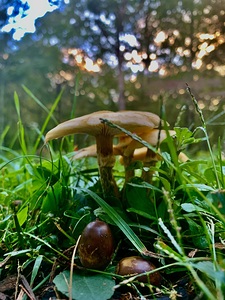 Mushroom IMG 8795