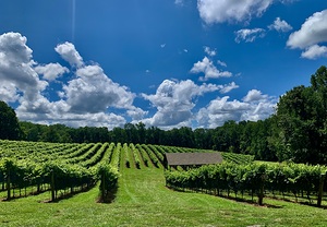 Vineyard IMG 7390