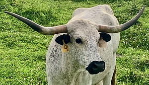 Steer IMG 7722