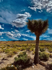 Desert Tree NV MG 5295