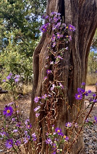 Desert Purple Flowers