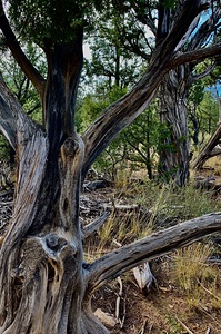 Desert Tree Art