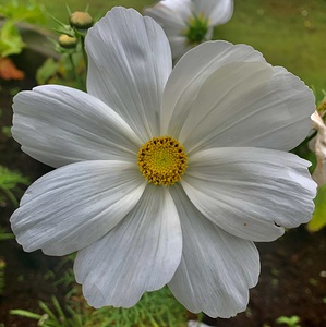 Flower IMG 4483