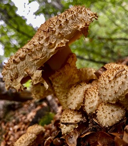 Mushroom IMG 1728