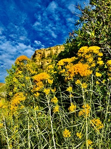 Mountain Yellow