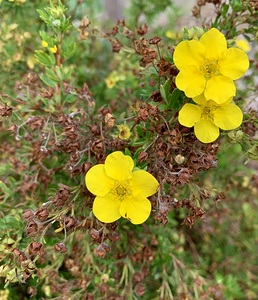 Yellow Flower 3