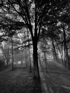 Sun Tree IMG 9246