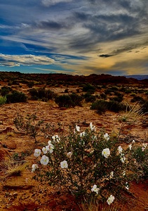 Desert white flowers