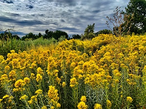 Desert Flowers