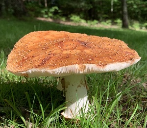 Mushroom 