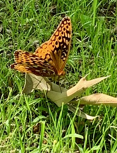 butterfly IMG 6697