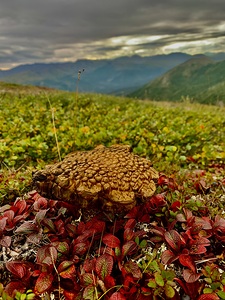 Alaskan Tundra Mushroom IMG 4288