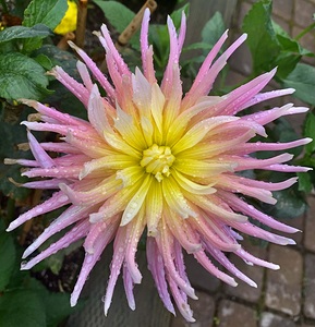 Pink Flower IMG 4484