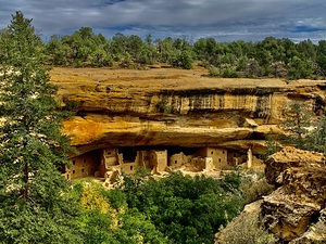 MESA VERDE NATIONAL PARK FLOWERS