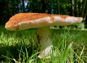 Mushroom IMG 6556