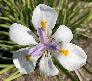 White & Purple Flower