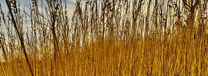 Wheat Grass