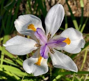 White & Purple Flower 2