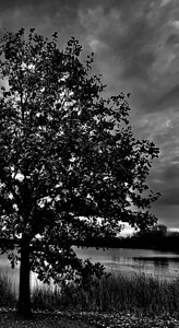 Sunset Tree B&W
