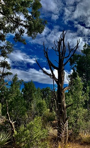 Desert Tree 