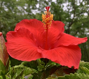 Hibiscus IMG 6733