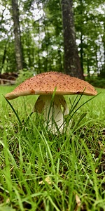 Mushroom IMG 6552