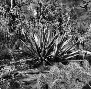 Desert Black and White