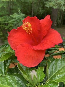 Hibiscus IMG 6729