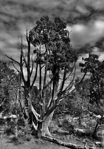 Desert Blk & Wht Tree