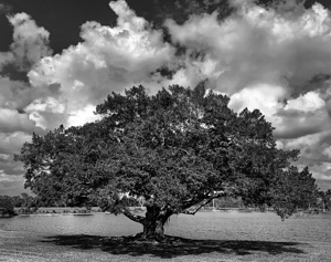 Florida tree B&W