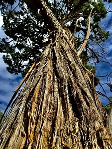 Desert Tree