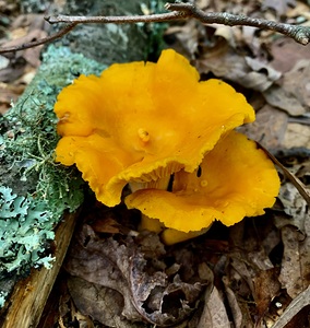 Mushroom IMG 6822