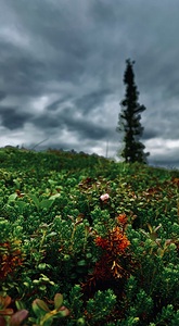 Alaskan Mountain Tundra IMG 1587