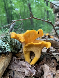 Mushroom IMG 6824