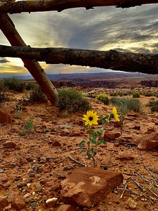 Sunset Flowers Fence