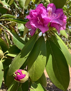 Rhododendron