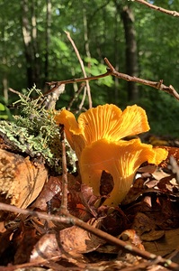 Mushroom IMG 6829