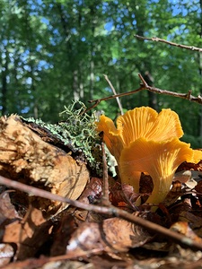 Mushroom IMG 6825