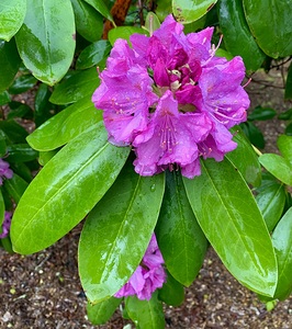 Rhododendron flower 1