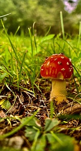 Mushroom IMG 6882