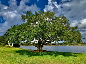 Florida Tree
